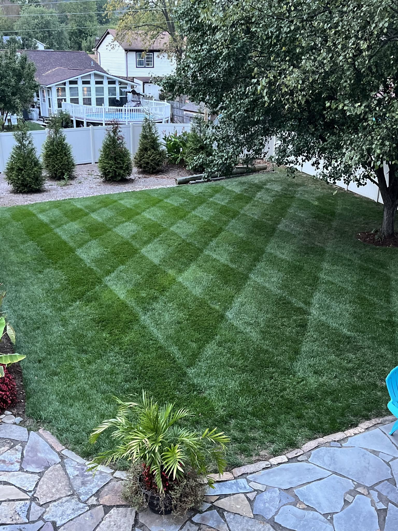 A dark and light checkerboard-striped lawn freshly mowed in a backyard, with young evergreen trees along a gravel bed and a white privacy fence.